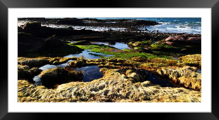 Shades of Seaweed Framed Mounted Print by Grant Lewis