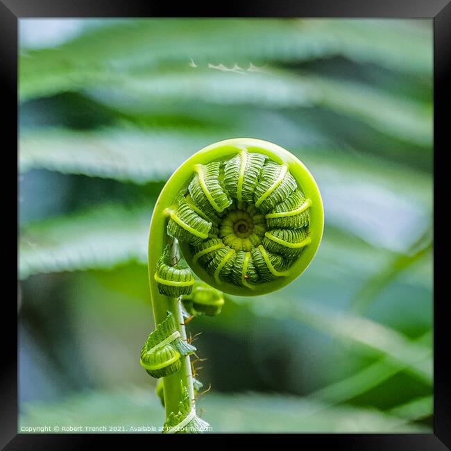 Coiled Nature Framed Print by Robert Trench