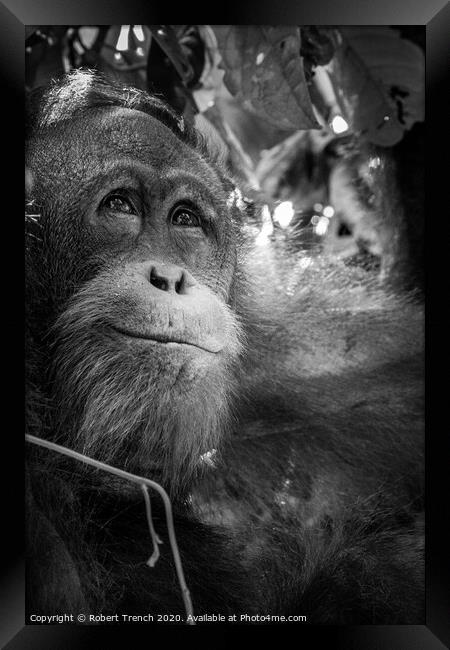 Happy Orangutang Framed Print by Robert Trench