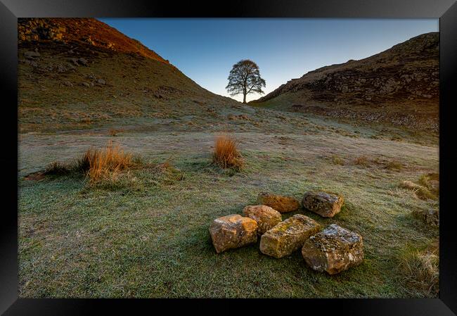 Sycamore Tree Hadrian's Wall III Framed Print by Michael Brookes
