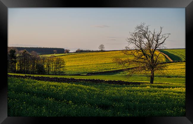 Late afternoon near Lazonby in Cumbria Framed Print by Michael Brookes
