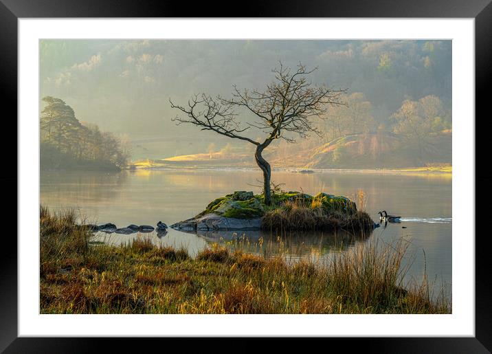 Canadian geese duo at Rydal Water, Lake District, UK  Framed Mounted Print by Michael Brookes
