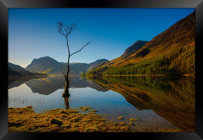 Lone tree Lake Buttermere Framed Print by Michael Brookes