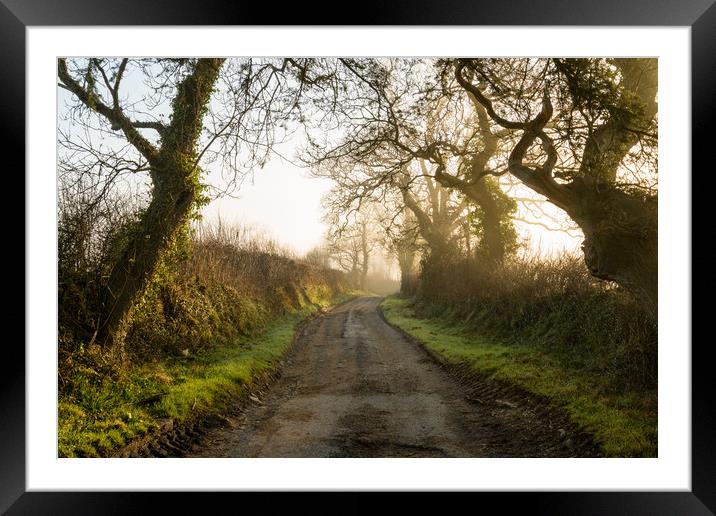 Gnarled In The Mist Framed Mounted Print by Michael Brookes