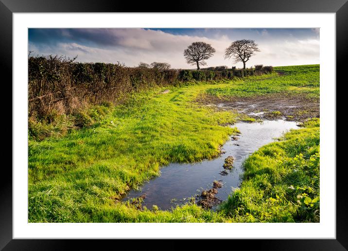 Two trees Framed Mounted Print by Michael Brookes