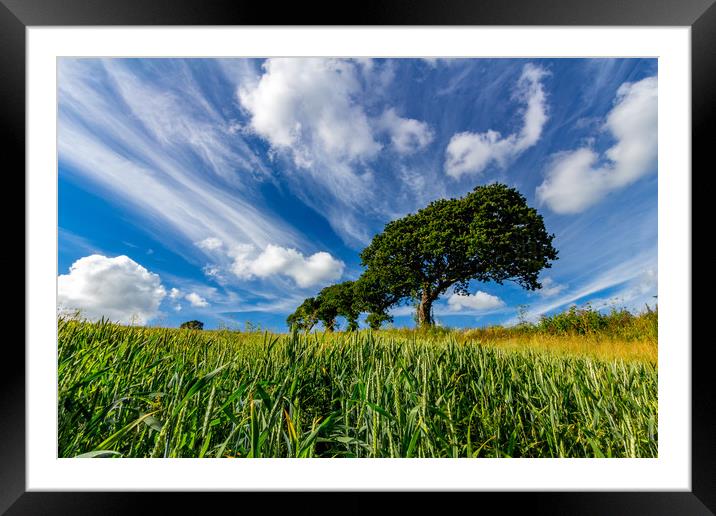 Summer wheat field Framed Mounted Print by Michael Brookes
