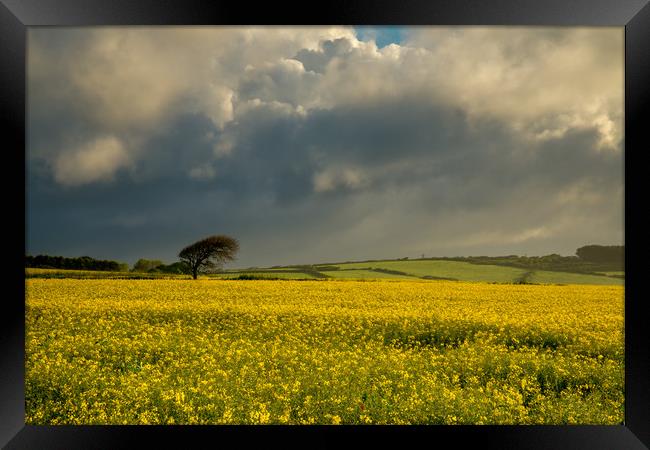 The rapeseed field Framed Print by Michael Brookes