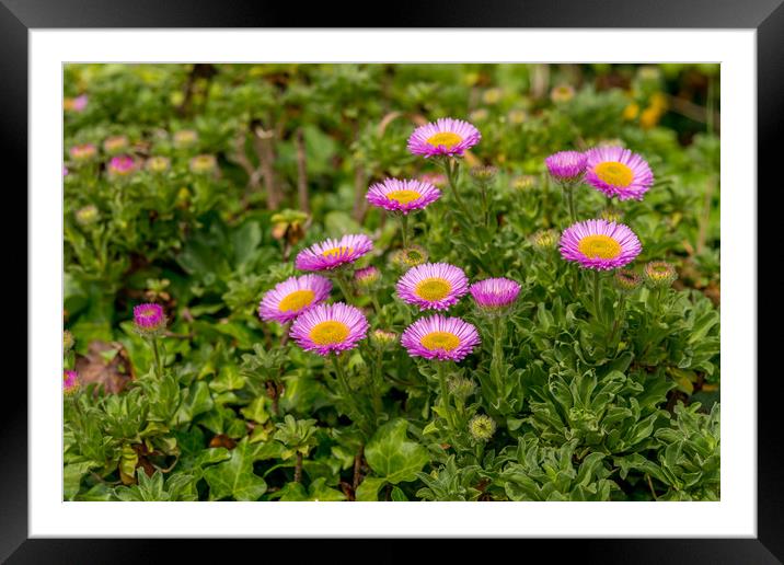 Pink Aster Alpinus Framed Mounted Print by Michael Brookes