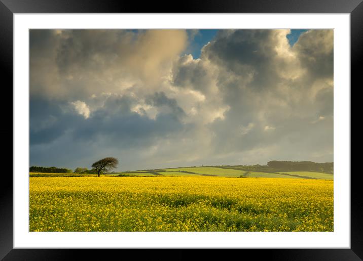 Dark clouds over a rape seed field Framed Mounted Print by Michael Brookes