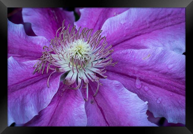 Clematis Doctor Ruppel Framed Print by Michael Brookes