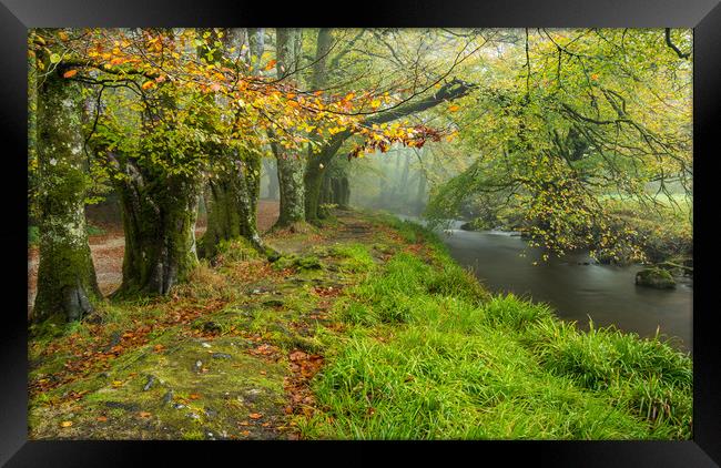 Autumn Ancients at Golitha Falls Framed Print by Michael Brookes