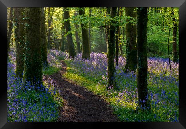 Bluebells light play Framed Print by Michael Brookes