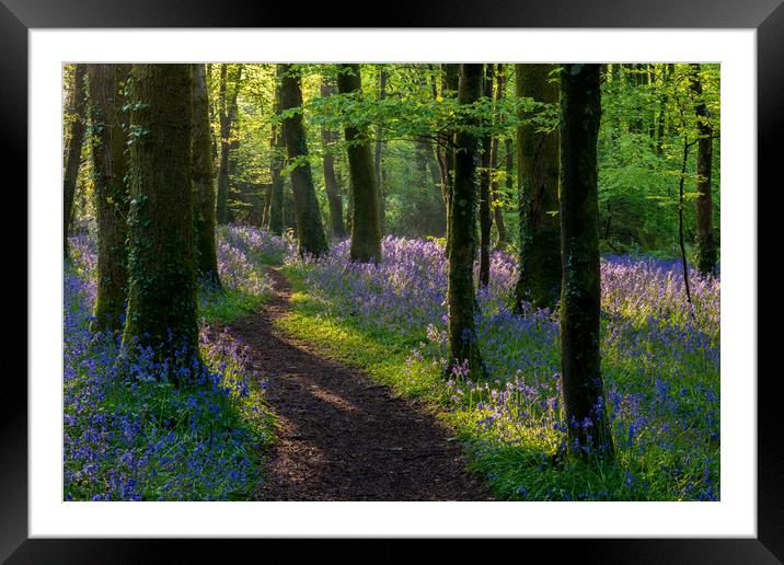 Bluebells light play Framed Mounted Print by Michael Brookes