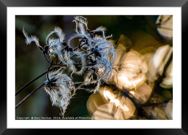 Bokeh Framed Mounted Print by Gary Norman