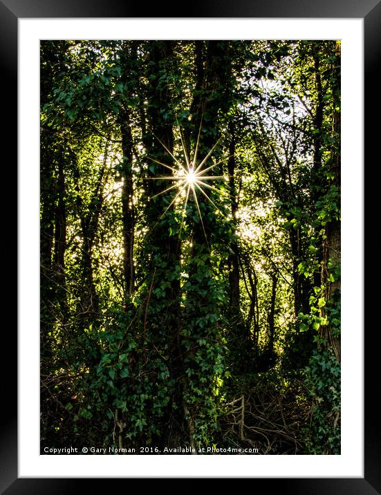 Sparkling Trees Framed Mounted Print by Gary Norman