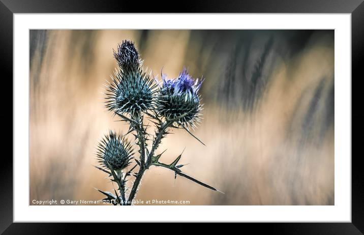 Summer Thistle Framed Mounted Print by Gary Norman