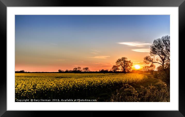 Spring Sunset Over the Rapeseed Field Framed Mounted Print by Gary Norman