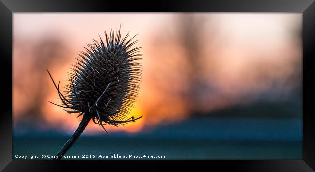 Prickly Sunset Framed Print by Gary Norman