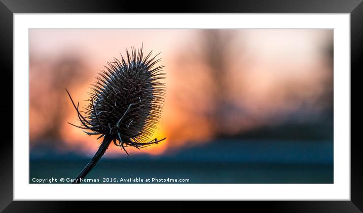 Prickly Sunset Framed Mounted Print by Gary Norman