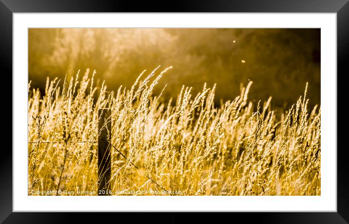 Norfolk Summer Framed Mounted Print by Gary Norman