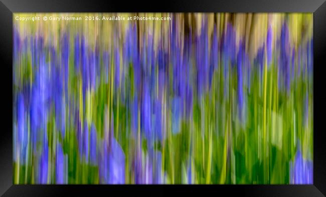 Blurred Bluebells from Maulden Woods, Bedfordshire Framed Print by Gary Norman