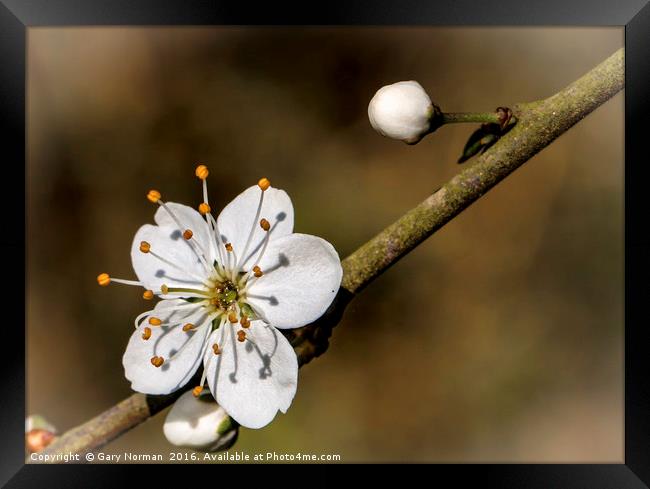 May Blossom taken at Maulden Woods, Bedfordshire Framed Print by Gary Norman