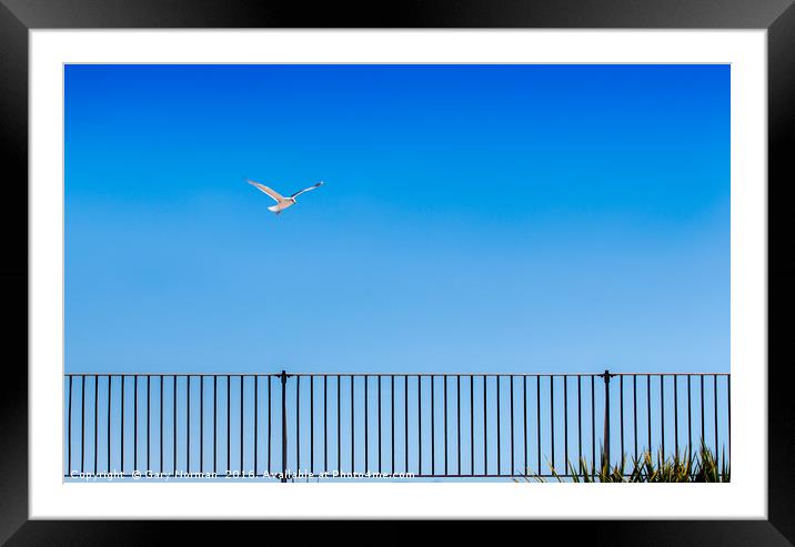 Seagull and fence at Great Yarmouth  Framed Mounted Print by Gary Norman