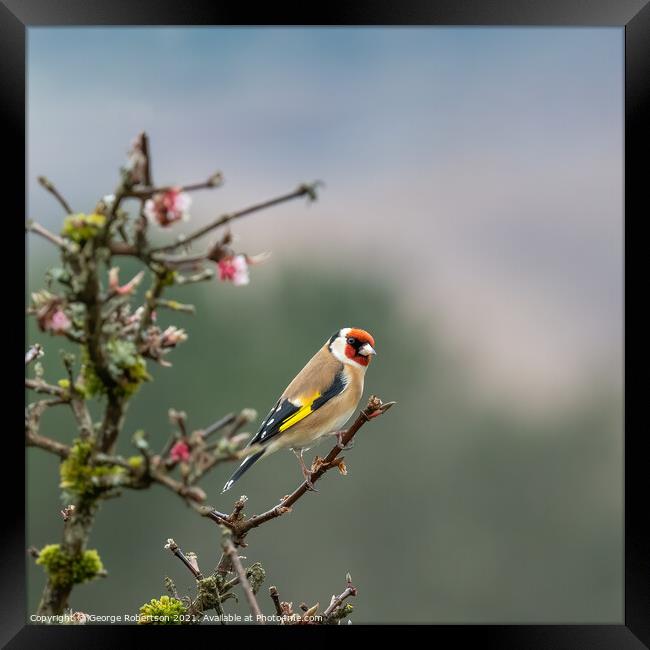 Goldfinch on Blossom tree Framed Print by George Robertson