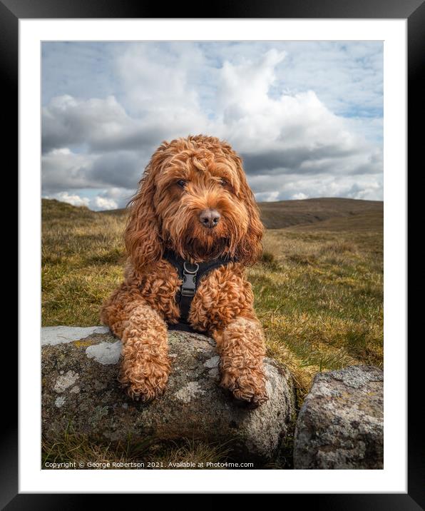 Cockapoo lying on a rock Framed Mounted Print by George Robertson
