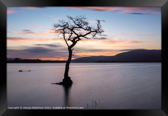Lone Tree at Milarrochy Bay Loch Lomond Framed Print by George Robertson