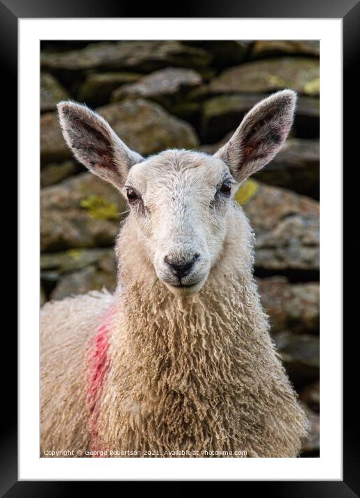 Portrait of a Sheep standing by a old stone wall Framed Mounted Print by George Robertson