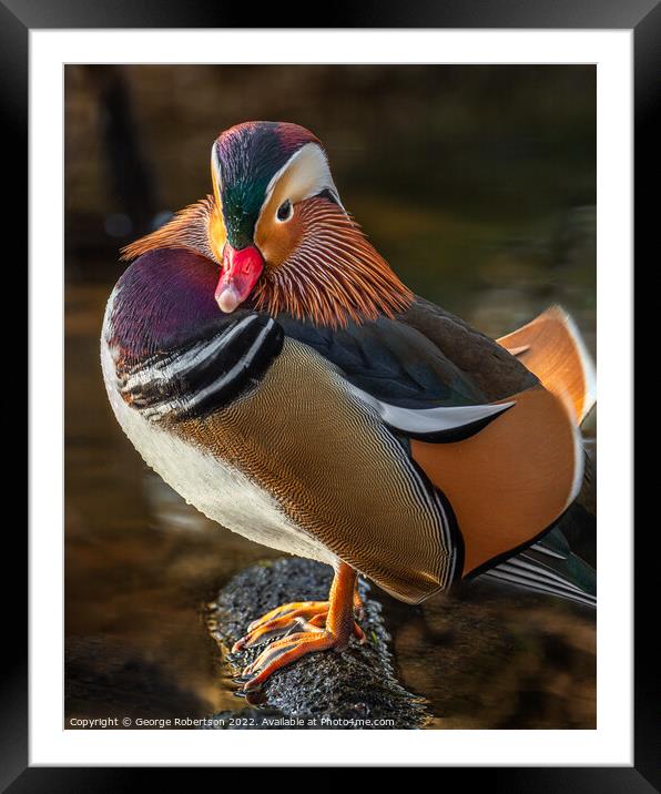 Mandarin Duck standing on on a rock Framed Mounted Print by George Robertson