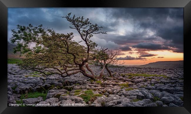 Windswept Hawthorn tree in Yorkshire Framed Print by George Robertson