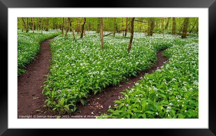 Path junction in garlic wood Framed Mounted Print by George Robertson