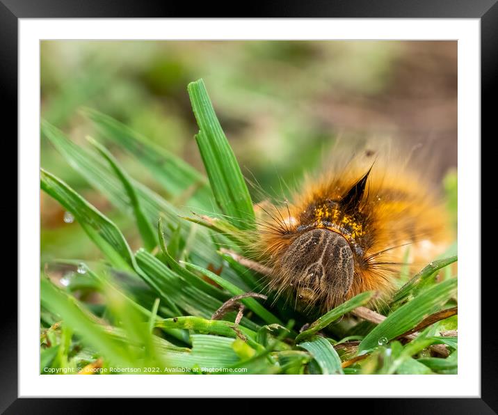 Hairy Drinker moth caterpillar Framed Mounted Print by George Robertson