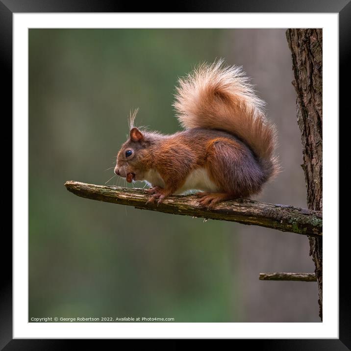 A Red Squirrel sitting on tree branch Framed Mounted Print by George Robertson