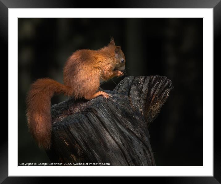 Red Squirrel In the light Framed Mounted Print by George Robertson