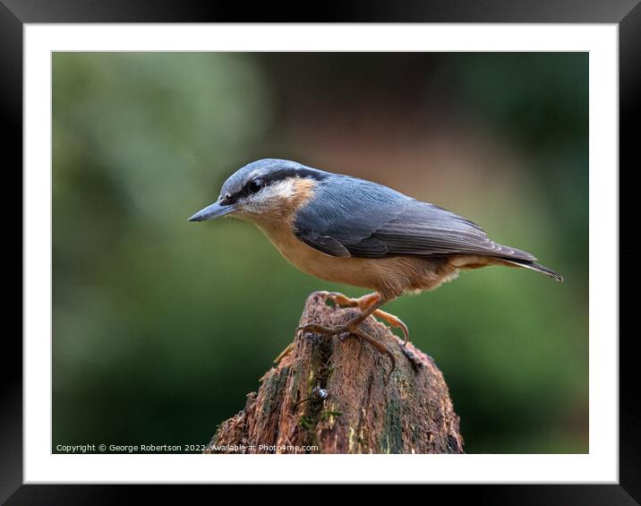 Nuthatch in the garden Framed Mounted Print by George Robertson