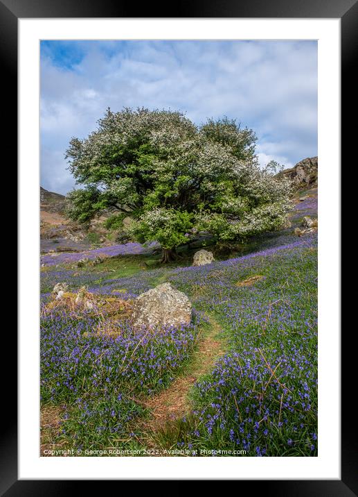 Pathway through the bluebells Framed Mounted Print by George Robertson