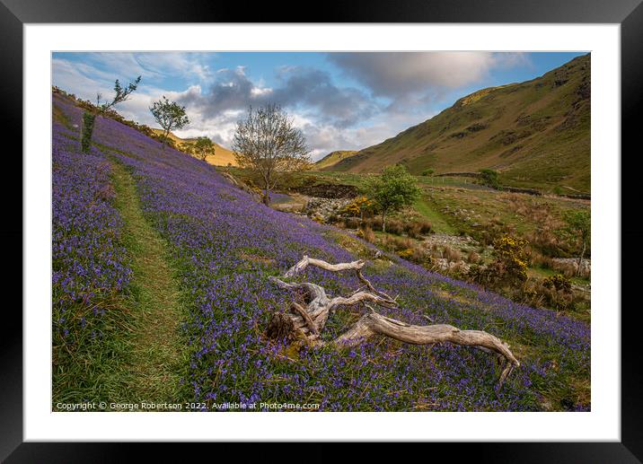 Old treee in the Bluebells Framed Mounted Print by George Robertson