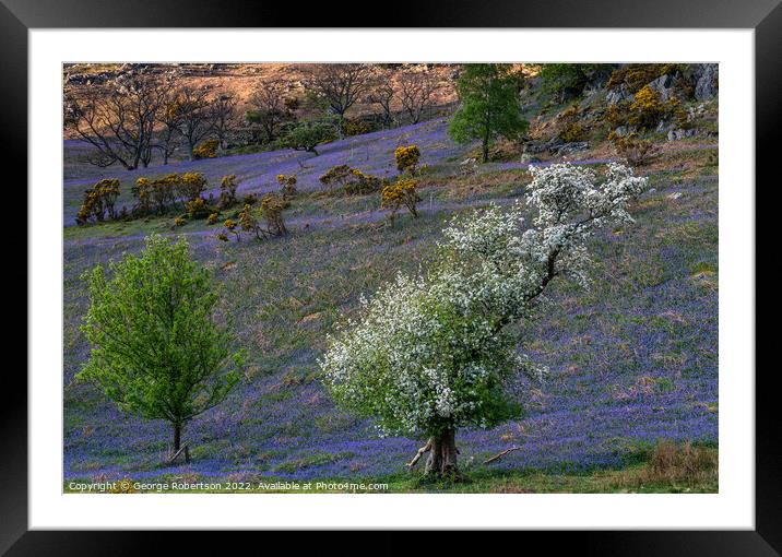 The Rannerdale Bluebells Framed Mounted Print by George Robertson