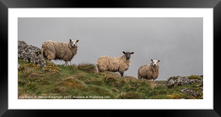 Sheep on a hill farm in Yorkshire Dales Framed Mounted Print by George Robertson