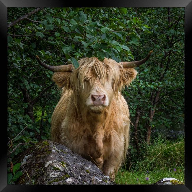 Highland Cow Framed Print by George Robertson