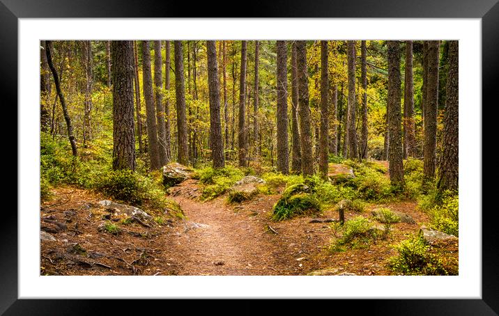 Forest Path in autumn  Framed Mounted Print by George Robertson