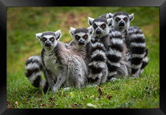 Family of Ring Tailed Lemurs Framed Print by George Robertson