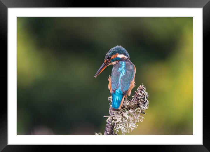 Kingfisher Framed Mounted Print by George Robertson