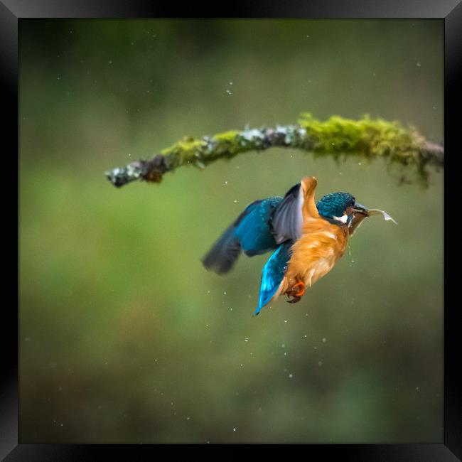 Kingfisher in flight with fish Framed Print by George Robertson