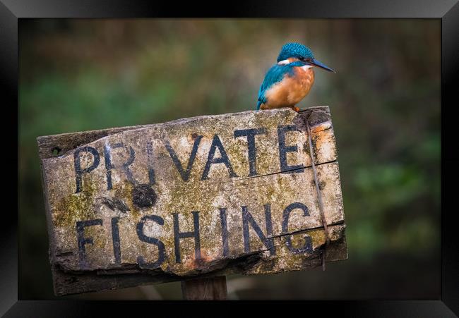 Kingfisher perched on a Private Fishing Sign Framed Print by George Robertson