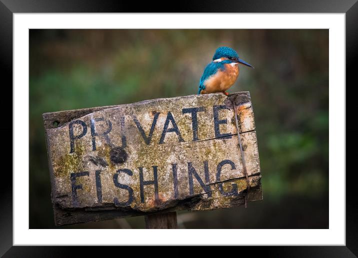 Kingfisher perched on a Private Fishing Sign Framed Mounted Print by George Robertson