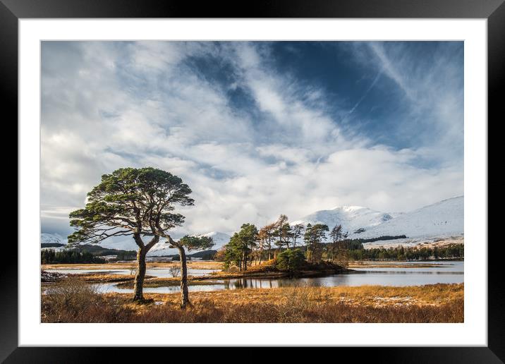 Scots Pine Trees at Loch Tulla Framed Mounted Print by George Robertson